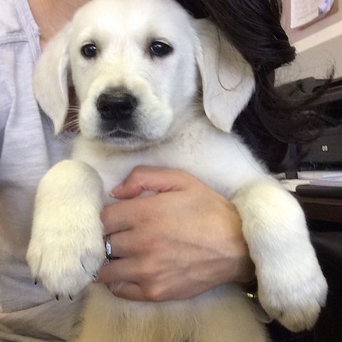 Labrador Welpen zu verkaufen