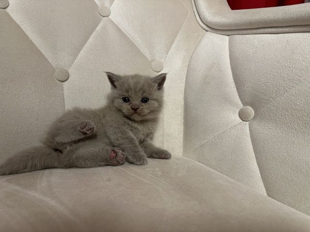 BKH Kitten Lilac