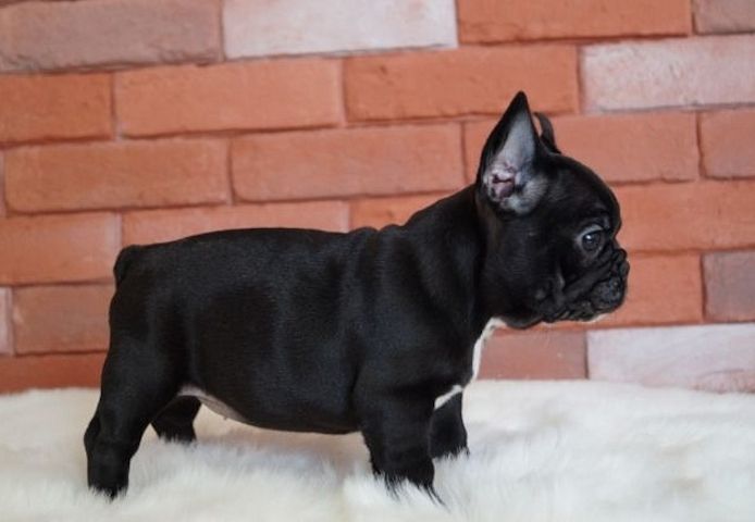 Schöne männliche und weibliche französische Bulldoggenwelpen zu verkaufen
