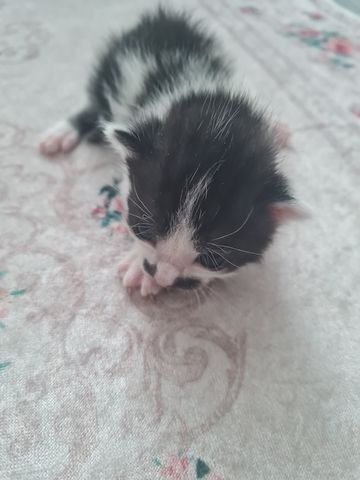 Kitten baby Katze