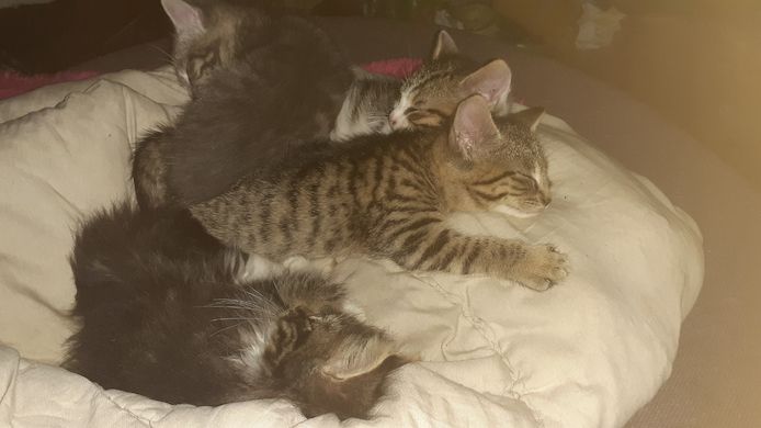 Vier kleine Katzen