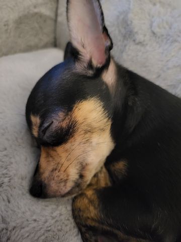 Chihuahua / Zwergpincher