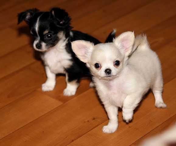 Chihuahua welpen zu verkaufen