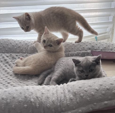 BKH Kitten Britisch Kurzhaar Katze Kater Kätzchen Blau Grau Beige Creme