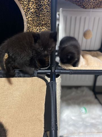 4 BKH Mix Kitten suchen neues Zuhause