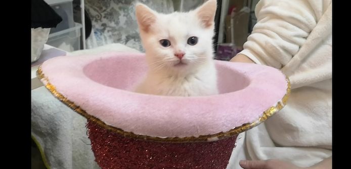 Kätzchen Babykatzen Katze weiss Junge männlich Kitten Berlin türkisch Angora