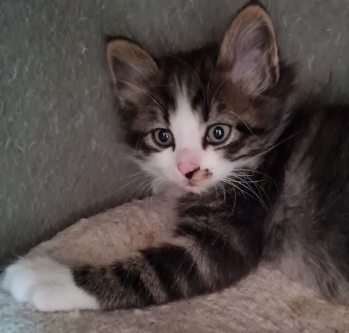 Süße Maine Coon Kitten