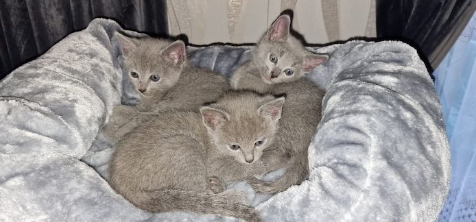 1 reinrassige russisch blau Kitten