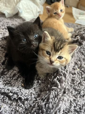 Kitten ab September abzugeben