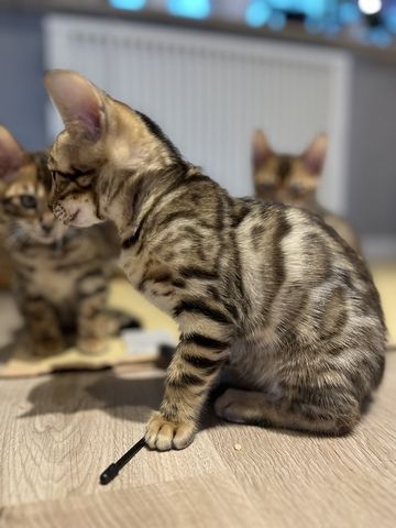 Bengal Kitten mit großen Rosetten