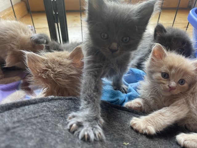 Maine Coon Kitten m+w