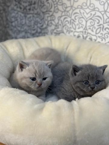 BKH-Kitten zum Verkaufen