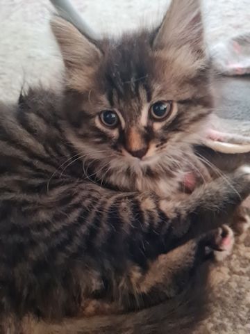 Süße Maine Coon Kitten