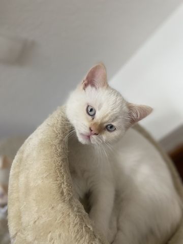 BKH Perser Kitten