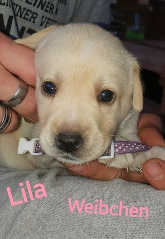 Süße kleine Labrador/ Husky Mix Welpen