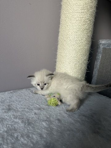 Ragdoll Kater 4 Jungs blaue Augen