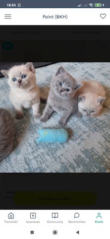 4 wunderhübsche bkh kitten reinrassige ab sofort abgabebereit