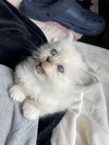 Ragdoll Kitten verschmauster Kater sucht ein Zuhause