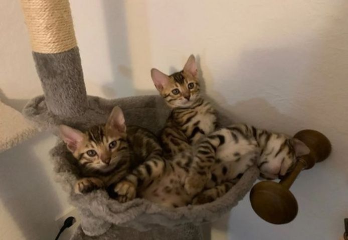 Wunderschöner reinrassiger Bengal Kater mit Weltchampion Stammbaum und Papieren