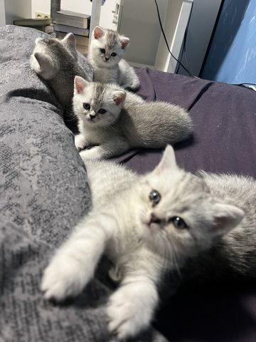 Reinrassige BKH Kitten in schwarz-weiß