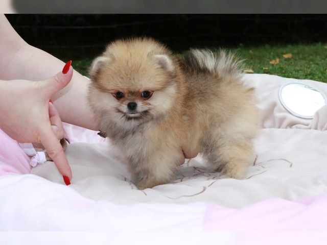 Pomeranian Mini-Spitz