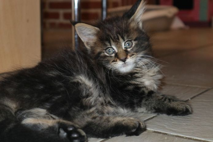 Maine Coon Kitten abzugeben