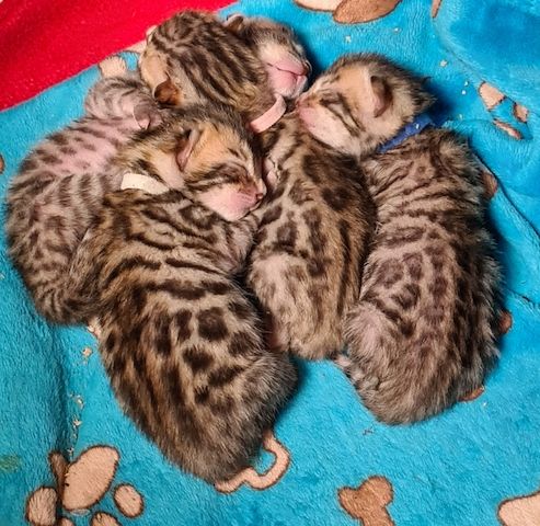 Süße Bengal Kitten zu verkaufen