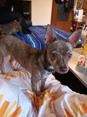 Chihuahua Rüde