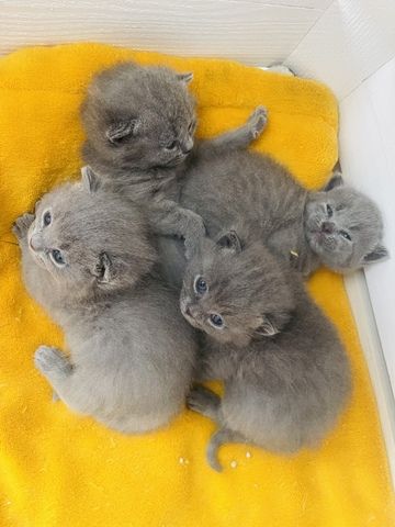 BKH/Russisch Blau Edelmix Kitten