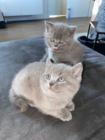 2 Reinrassige graue BKH Kitten abzugeben