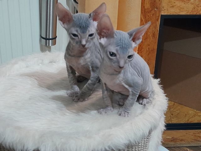 Don Sphynx Kitten abgabebereit