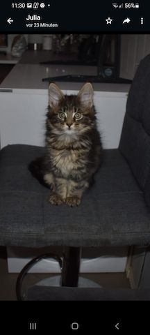 4 reinrassige Maine Coon Kitten suchen ein neues Heim