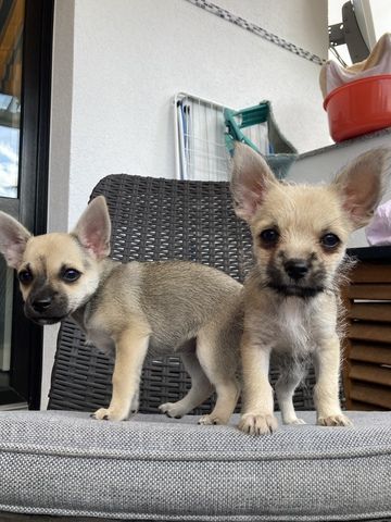 Hundebaby Yorki/Chihuahua Mix