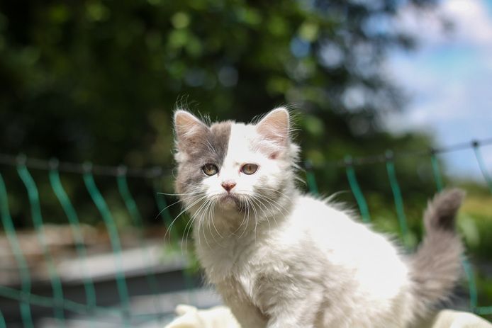 BLH Katzen abzugeben BKH