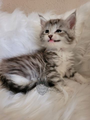 Wundervolle Maine Coon Kitten