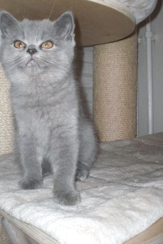 Sofort ausziehbereit ! ! ! BKH Kitten 17 Wochen alt !!! Reinrassige Teddy in Grau/Blue ! ! !