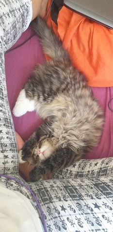 Maine Coon - Perser Mix Kater