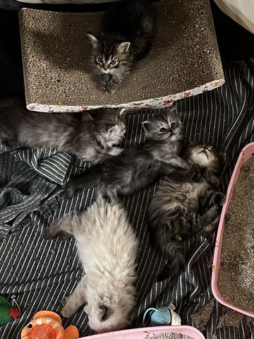 Perser / Maine Coon Kitten zu Verkaufen