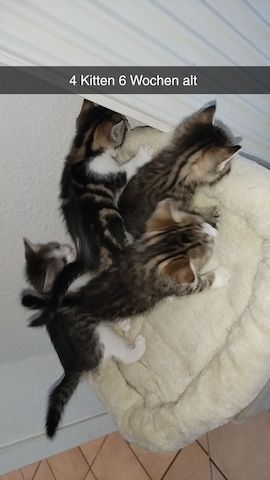 4 Kitten suchen ab mitte Dezember ein neues Zuhause
