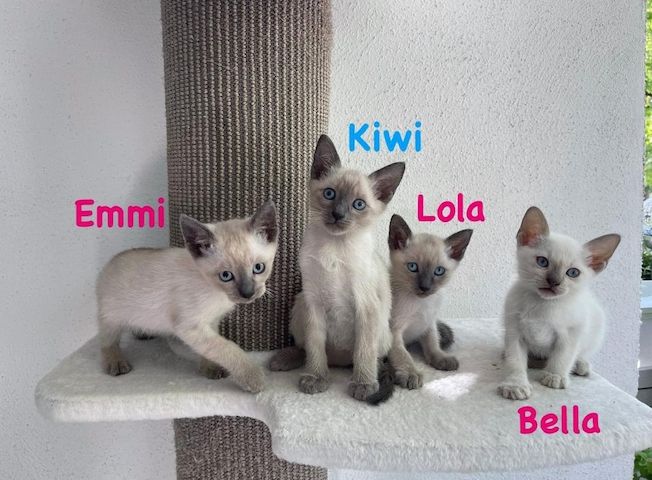 Siam Kitten