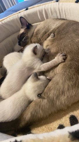 Siam Kätzchen / Kitten suchen ein schönes Zuhause