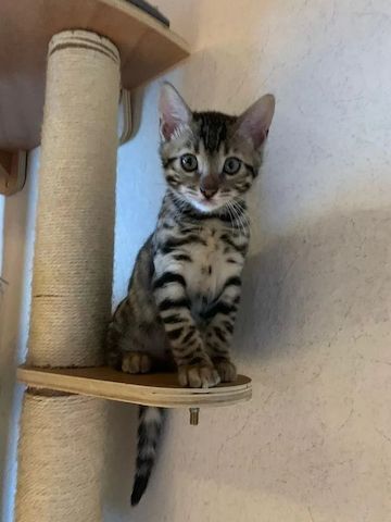 Wunderschöner reinrassiger Bengal Kater mit Weltchampion Stammbaum und Papieren