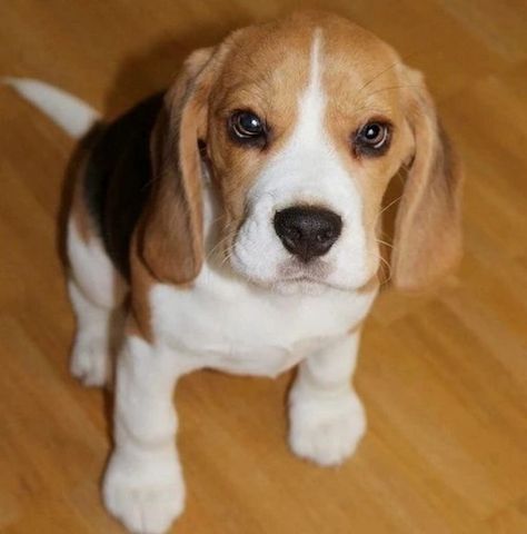 Beagle Welpen und Hunde zu verkaufen