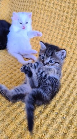 Süße Perser/BKH/EKH Mix Kitten in allerbeste Hände