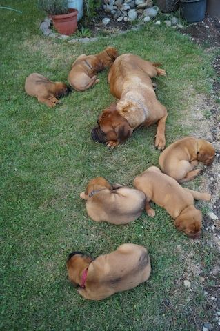 Hunde Welpen - Bordeaux Dogge