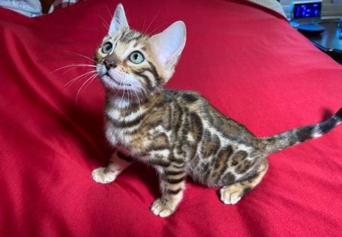 Bengal Kitten purebred  pedigree