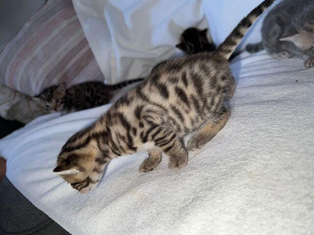 Bengal kitten Bengal Babys w/m