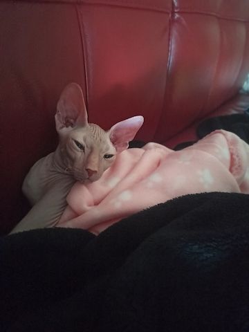 Don Spyhnx Katerchen