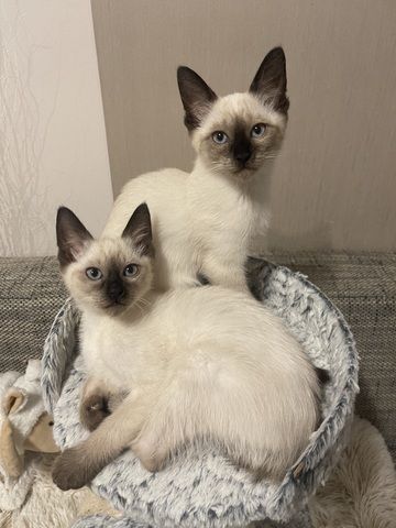 Kitten Siam/Balinese