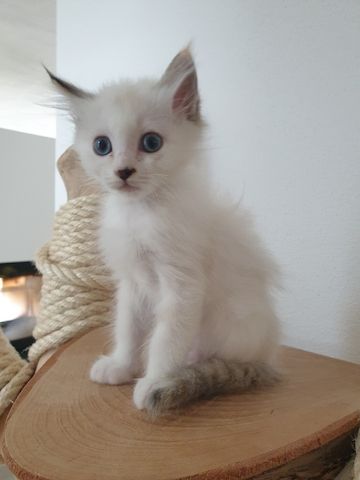 Heilige Birma Ragdoll Kätzchen Kitten